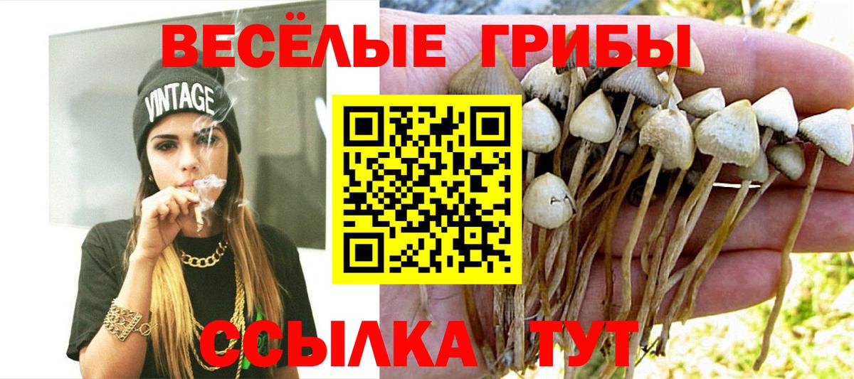 закладки  Псилоцибиновые грибы Magic Shrooms  Вход с VPN  Новотроицк 